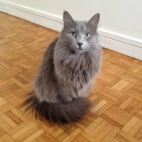 Race chat Nebelung