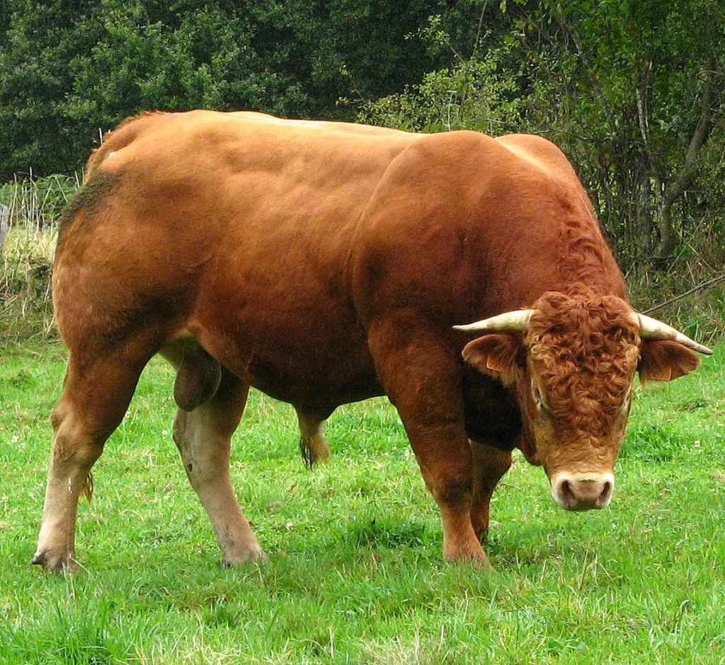 Viande séchée : une autre façon de cuisiner du bœuf